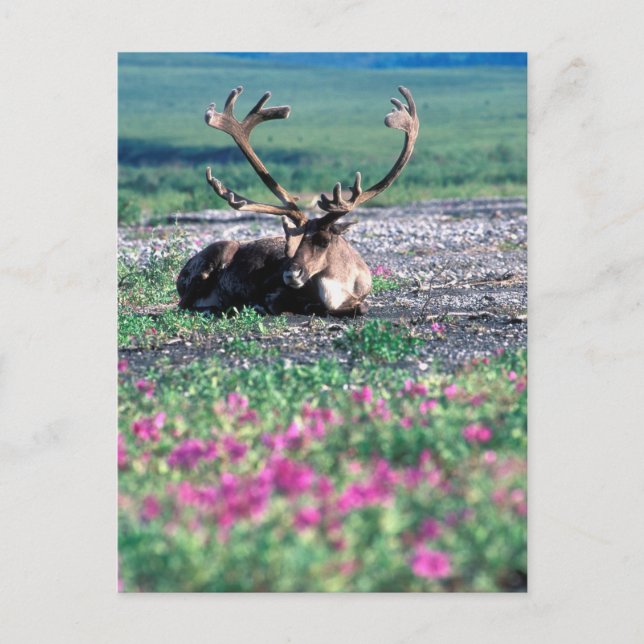 USA, Alaska, Denali National Park, Caribou Postcard (Front)