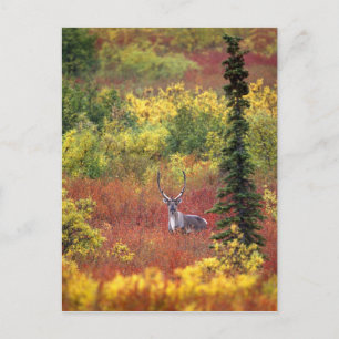 USA, Alaska, Denali National Park. Caribou Postcard