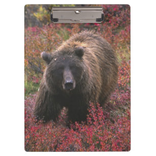 USA, Alaska, Denali National Park. Grizzly bear Clipboard