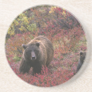 USA, Alaska, Denali National Park. Grizzly bear Coaster