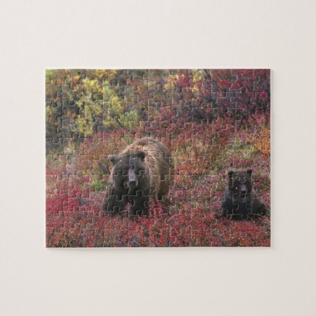 USA, Alaska, Denali National Park. Grizzly bear Jigsaw Puzzle (Horizontal)