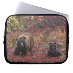 USA, Alaska, Denali National Park. Grizzly bear Laptop Sleeve