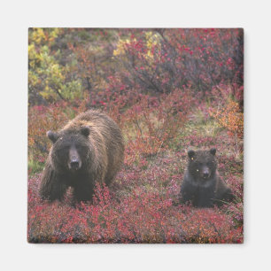 USA, Alaska, Denali National Park. Grizzly bear Magnet