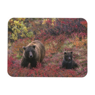 USA, Alaska, Denali National Park. Grizzly bear Magnet