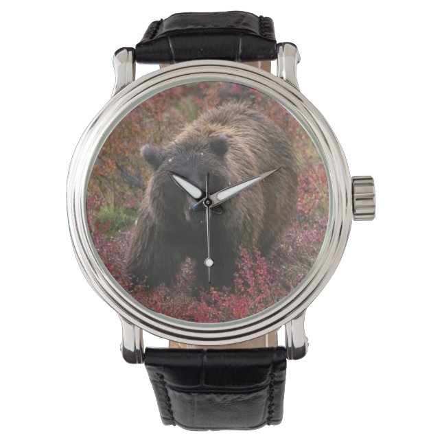 USA, Alaska, Denali National Park. Grizzly bear Watch (Front)