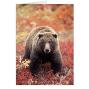 USA, Alaska, Denali NP, female Grizzly Bear