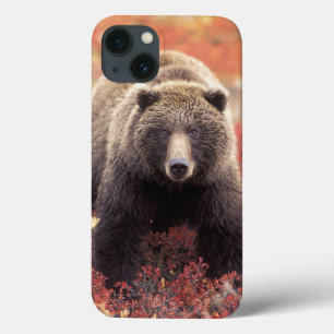 USA, Alaska, Denali NP, female Grizzly Bear iPhone 13 Case