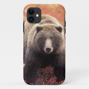 USA, Alaska, Denali NP, female Grizzly Bear iPhone 11 Case