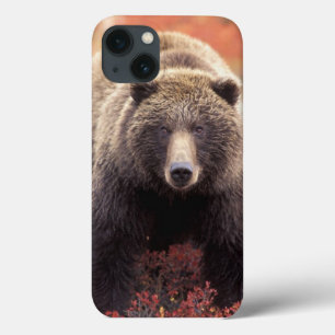 USA, Alaska, Denali NP, female Grizzly Bear iPhone 13 Case