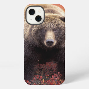 USA, Alaska, Denali NP, female Grizzly Bear iPhone 13 Case