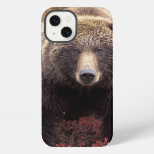 USA, Alaska, Denali NP, female Grizzly Bear iPhone Case