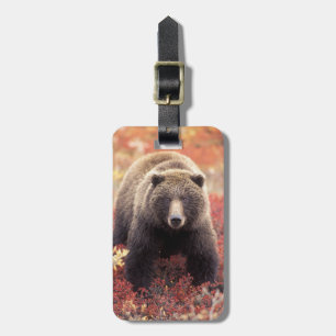 USA, Alaska, Denali NP, female Grizzly Bear Luggage Tag