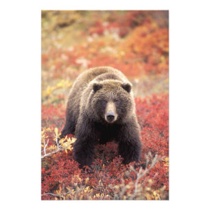 USA, Alaska, Denali NP, female Grizzly Bear Photo Print