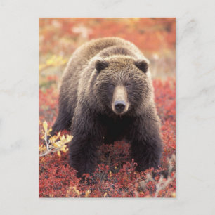 USA, Alaska, Denali NP, female Grizzly Bear Postcard