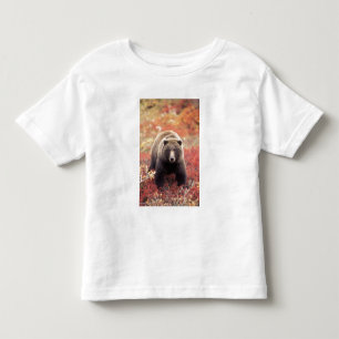 USA, Alaska, Denali NP, female Grizzly Bear Toddler T-Shirt