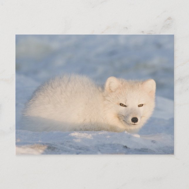 USA, Alaska, Fox Postcard (Front)
