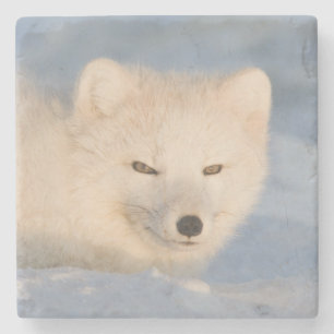 USA, Alaska, Fox Stone Coaster