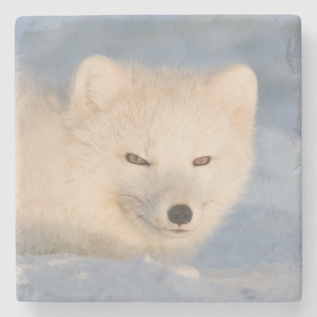 USA, Alaska, Fox Stone Coaster (Front)