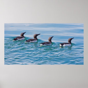 USA, Alaska, Glacier Bay National Park 7 Poster