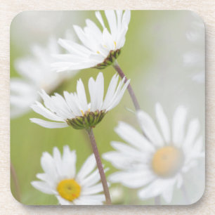 USA, Alaska, Glacier Bay National Park Coaster