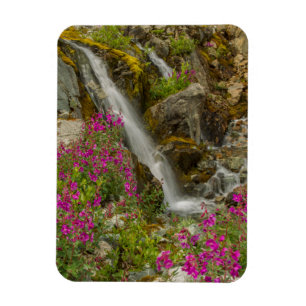 USA, Alaska, Glacier Bay National Park. Fireweed Magnet