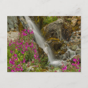 USA, Alaska, Glacier Bay National Park. Fireweed Postcard