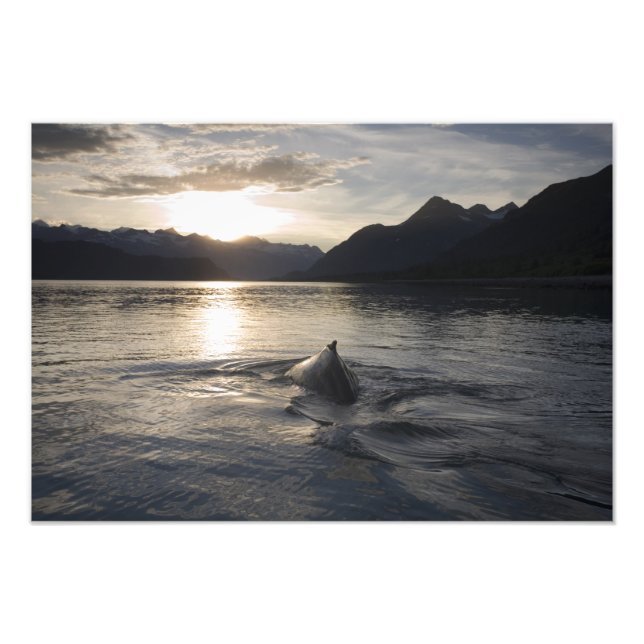 USA, Alaska, Glacier Bay National Park, Photo Print (Front)