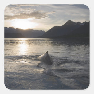 USA, Alaska, Glacier Bay National Park, Square Sticker