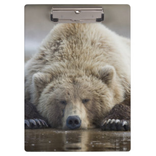 USA, Alaska, Katmai National Park, Brown Bear Clipboard