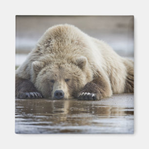 USA, Alaska, Katmai National Park, Brown Bear Magnet