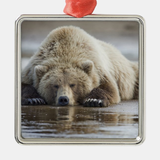 USA, Alaska, Katmai National Park, Brown Bear Metal Ornament (Front)