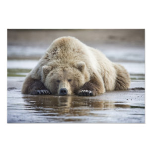 USA, Alaska, Katmai National Park, Brown Bear Photo Print