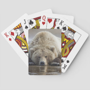 USA, Alaska, Katmai National Park, Brown Bear Playing Cards