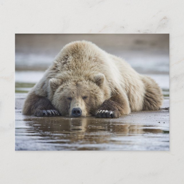 USA, Alaska, Katmai National Park, Brown Bear Postcard (Front)
