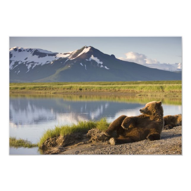 USA, Alaska, Katmai National Park, Brown Bears Photo Print (Front)
