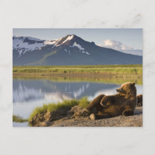USA, Alaska, Katmai National Park, Brown Bears Postcard