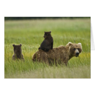 USA, Alaska, Lake Clark National Park