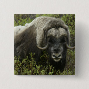 USA, Alaska, Nome. Close-up of musk ox 15 Cm Square Badge