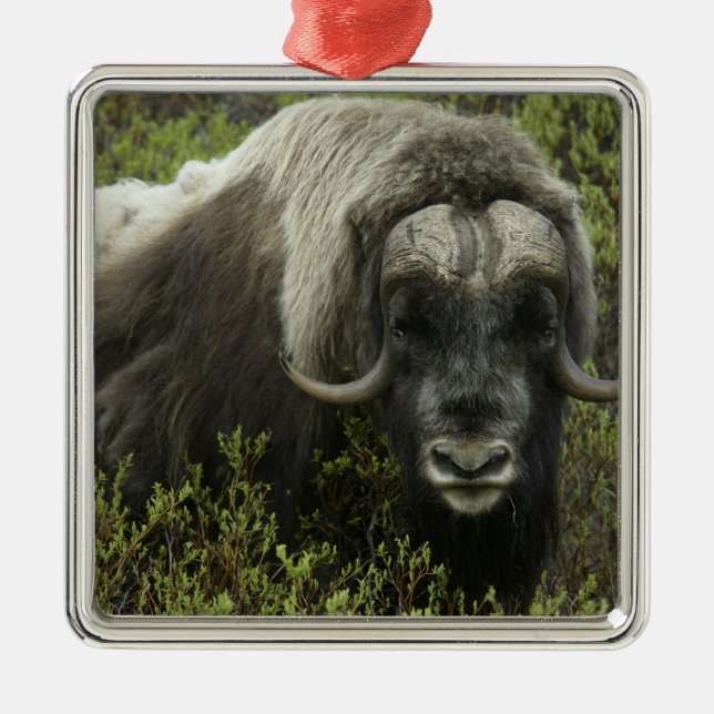 USA, Alaska, Nome. Close-up of musk ox Metal Ornament (Front)