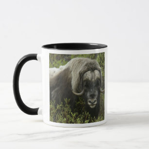 USA, Alaska, Nome. Close-up of musk ox Mug