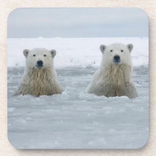 USA, Alaska, North Slope, Polar Bears Coaster