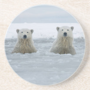 USA, Alaska, North Slope, Polar Bears Coaster