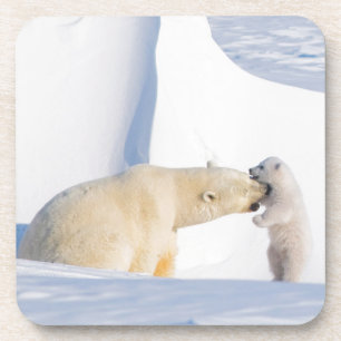 USA, Alaska, North Slope Polar Bears Coaster