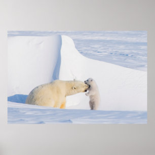 USA, Alaska, North Slope Polar Bears Poster