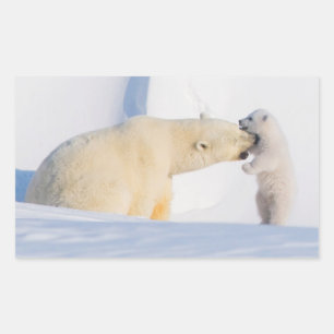 USA, Alaska, North Slope Polar Bears Rectangular Sticker