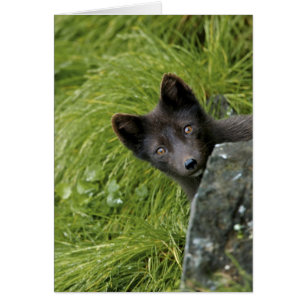 USA, Alaska, Pribilof Islands, St Paul. Blue