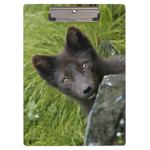 USA, Alaska, Pribilof Islands, St Paul. Blue Clipboard