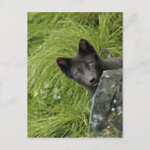 USA, Alaska, Pribilof Islands, St Paul. Blue Postcard
