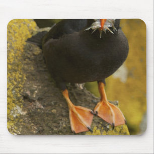 USA, Alaska, Pribilof Islands, St Paul. Tufted Mouse Pad
