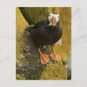 USA, Alaska, Pribilof Islands, St Paul. Tufted Postcard